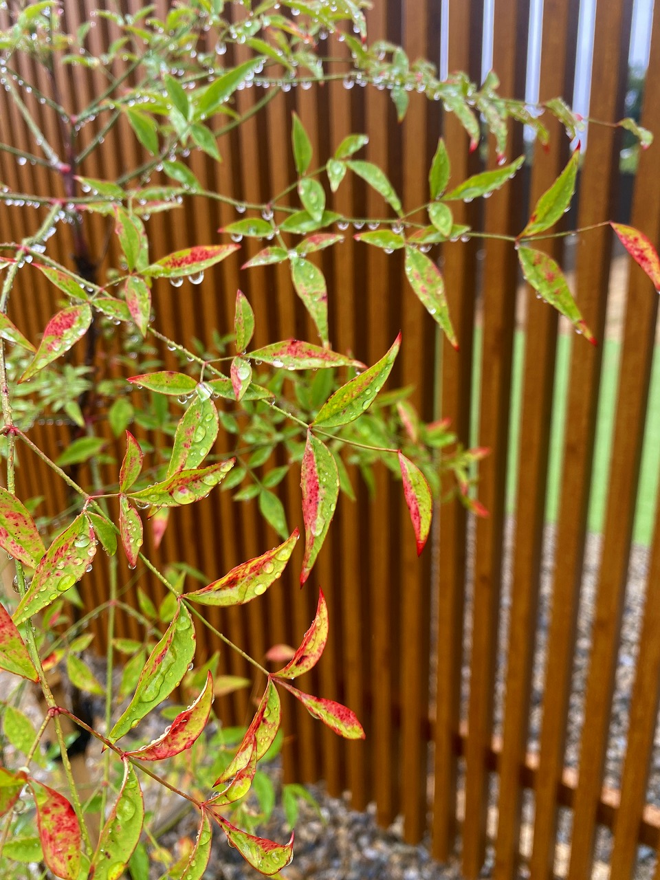 石川県かほく市のお宅で庭芸社が手がけた、ナチュラルパイン色の千本格子フェンスと緑豊かな庭木が調和する美しいアプローチ近景　